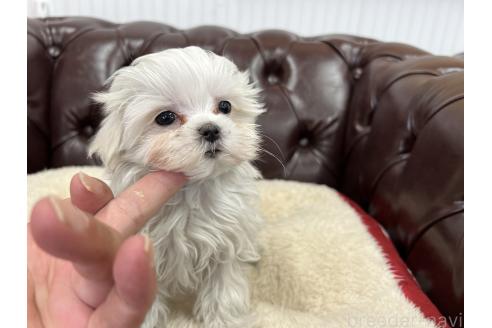 成約済の香川県のマルチーズ-369431の18枚目