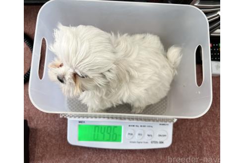 成約済の香川県のマルチーズ-369431の12枚目
