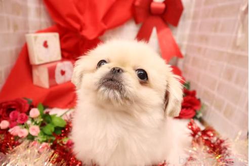 成約済の東京都のペキニーズ-353600の2枚目