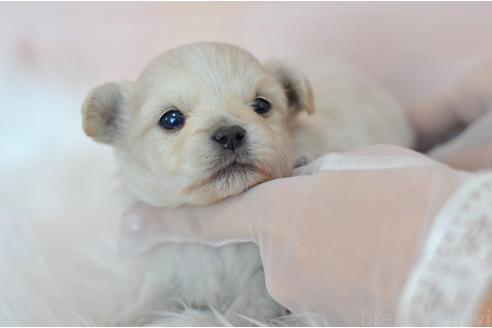 成約済の埼玉県のミックス犬-369448の21枚目