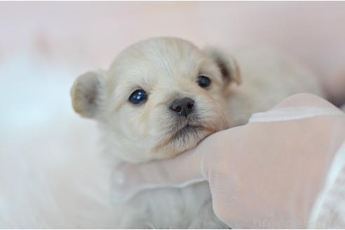成約済の埼玉県のミックス犬-369448の20枚目