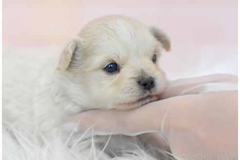 成約済の埼玉県のミックス犬-369448の18枚目