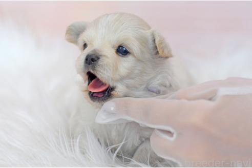 成約済の埼玉県のミックス犬-369448の17枚目