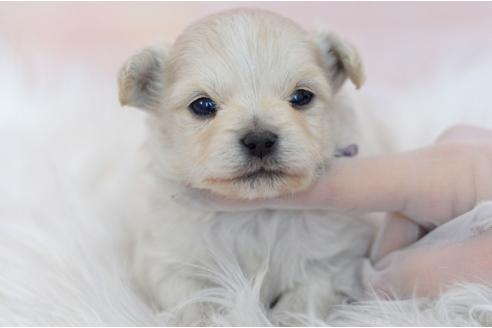成約済の埼玉県のミックス犬-369448の16枚目