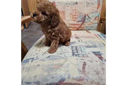 成約済の埼玉県のトイプードル-369355の8枚目