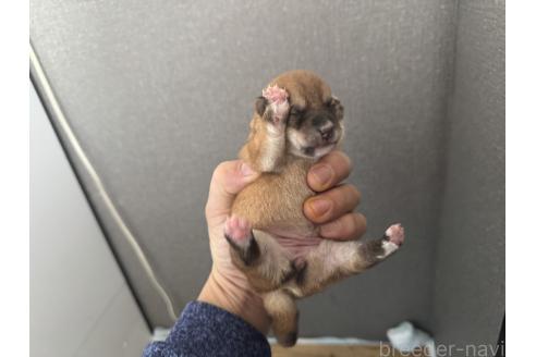 成約済の岡山県の豆柴-369288の4枚目