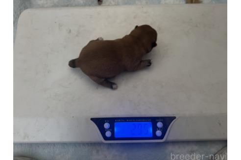 成約済の岡山県の豆柴-369288の2枚目