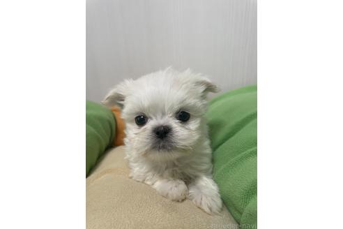 成約済の滋賀県のミックス犬-365451の5枚目
