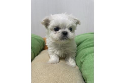 成約済の滋賀県のミックス犬-365451の4枚目