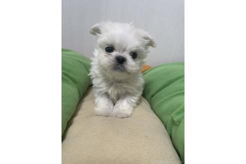 成約済の滋賀県のミックス犬-365451の3枚目