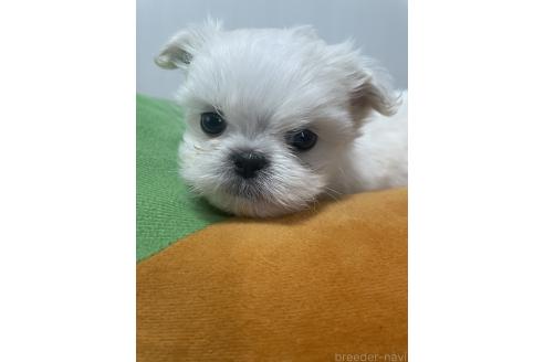 成約済の滋賀県のミックス犬-365451の2枚目