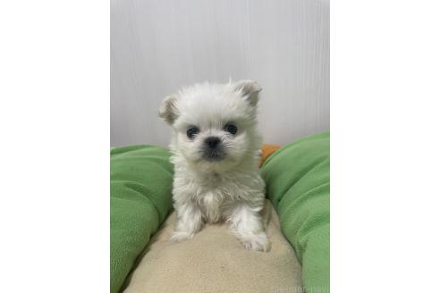 成約済の滋賀県のミックス犬-365452の5枚目
