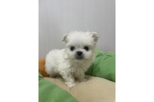 成約済の滋賀県のミックス犬-365452の4枚目