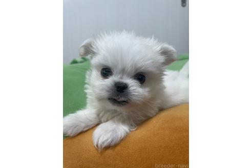 成約済の滋賀県のミックス犬-365452の2枚目