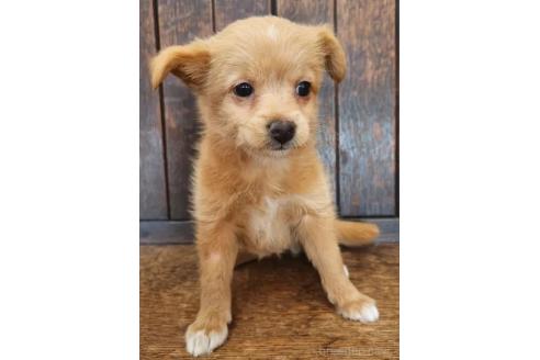 販売中の大阪府のミックス犬-369483の5枚目