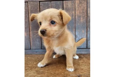 販売中の大阪府のミックス犬-369483