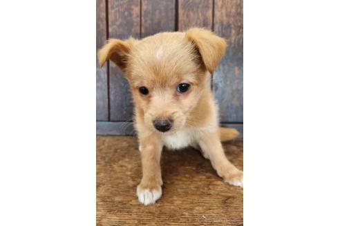 販売中の大阪府のミックス犬-369483の3枚目