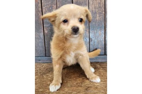 販売中の大阪府のミックス犬-369483の2枚目