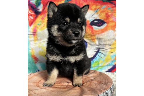 成約済の愛知県の柴犬-369484の8枚目