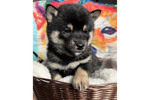 成約済の愛知県の柴犬-369484の7枚目