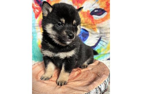 成約済の愛知県の柴犬-369484の6枚目