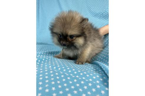 成約済の北海道のポメラニアン-369489の4枚目