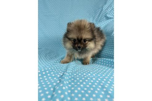 成約済の北海道のポメラニアン-369489の3枚目