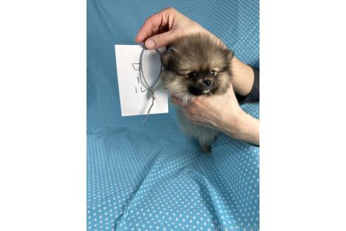 成約済の北海道のポメラニアン-369489の2枚目