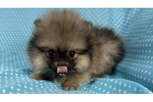 成約済の北海道のポメラニアン-369489