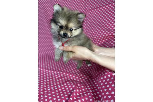 成約済の北海道のポメラニアン-369491の5枚目