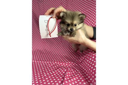 成約済の北海道のポメラニアン-369491の4枚目