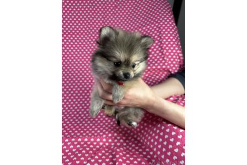 成約済の北海道のポメラニアン-369491の3枚目