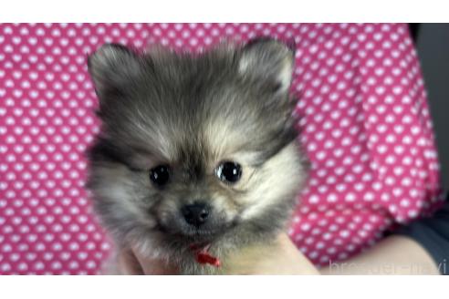 成約済の北海道のポメラニアン-369491の1枚目