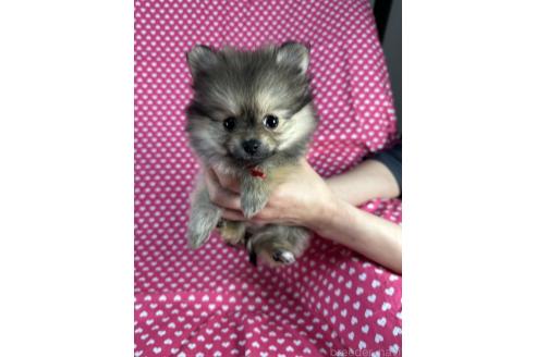 成約済の北海道のポメラニアン-369491の2枚目