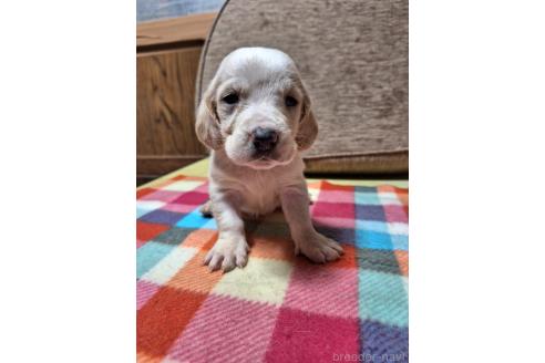 成約済の神奈川県のミックス犬-369495の5枚目