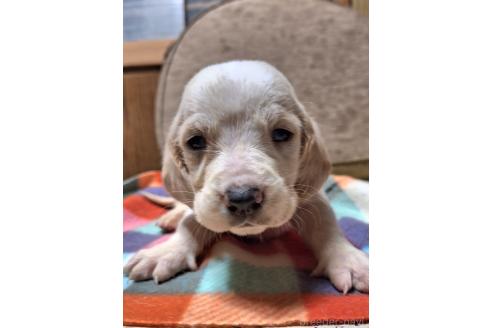成約済の神奈川県のミックス犬-369495の4枚目