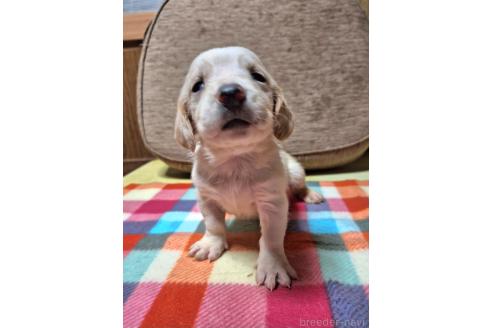 成約済の神奈川県のミックス犬-369495の3枚目
