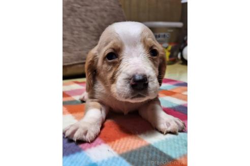 成約済の神奈川県のミックス犬-369500の7枚目