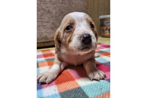 成約済の神奈川県のミックス犬-369500の6枚目