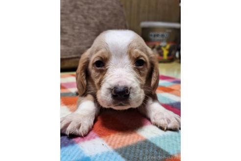 成約済の神奈川県のミックス犬-369500の5枚目
