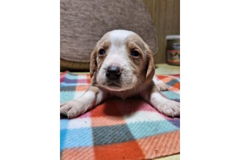 成約済の神奈川県のミックス犬-369500の4枚目