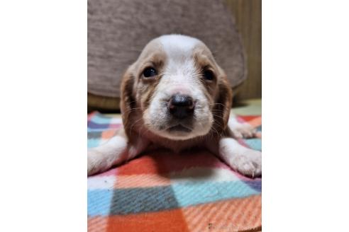 成約済の神奈川県のミックス犬-369500の3枚目