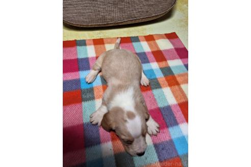 成約済の神奈川県のミックス犬-369500の2枚目