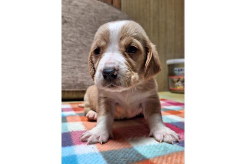 成約済の神奈川県のミックス犬-369501の9枚目