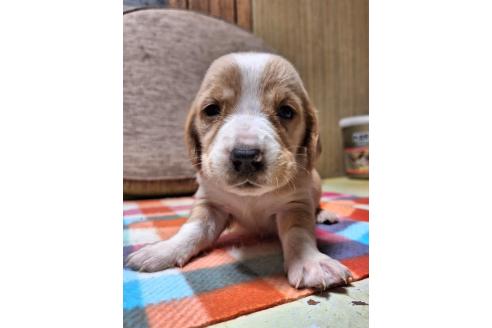 成約済の神奈川県のミックス犬-369501の6枚目