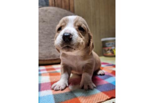 成約済の神奈川県のミックス犬-369501の5枚目