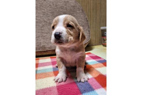 成約済の神奈川県のミックス犬-369501の4枚目