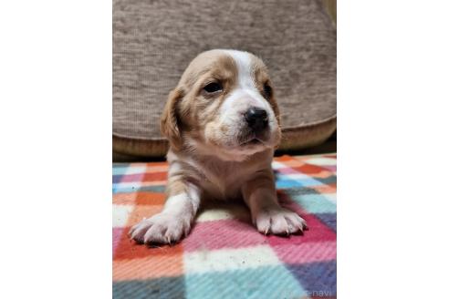 成約済の神奈川県のミックス犬-369501の3枚目