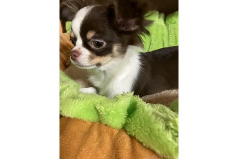 成約済の埼玉県のチワワ(ロングコート)-363493の3枚目