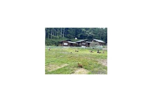 成約済の栃木県のチワプー:チワワ×トイプードル-357935の2枚目